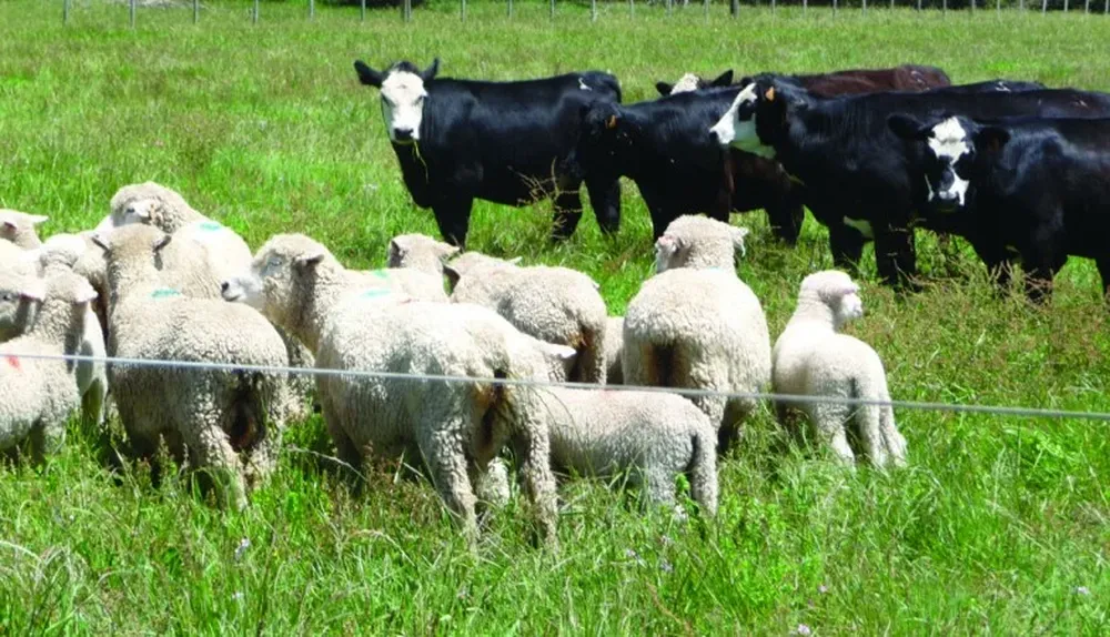 El pastoreo mixto con mucho forraje perjudica a los lanares