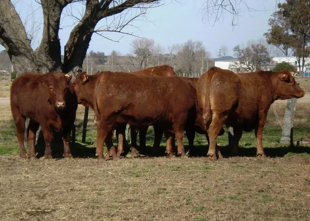 Consignatarios señalan que los mejores novillos cotizan a US$ 2,90 por kilo en cuarta balanza