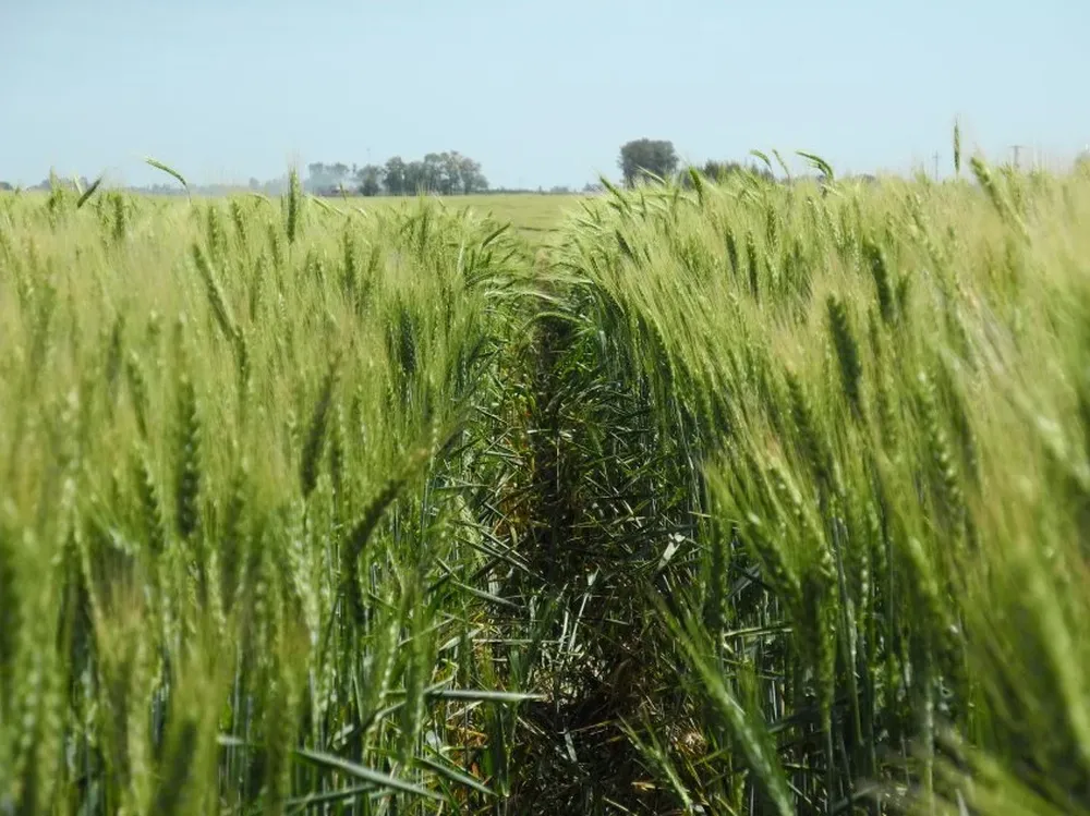 Las plantaciones de trigo se mantienen por ahora en buenas condiciones (Foto archivo)