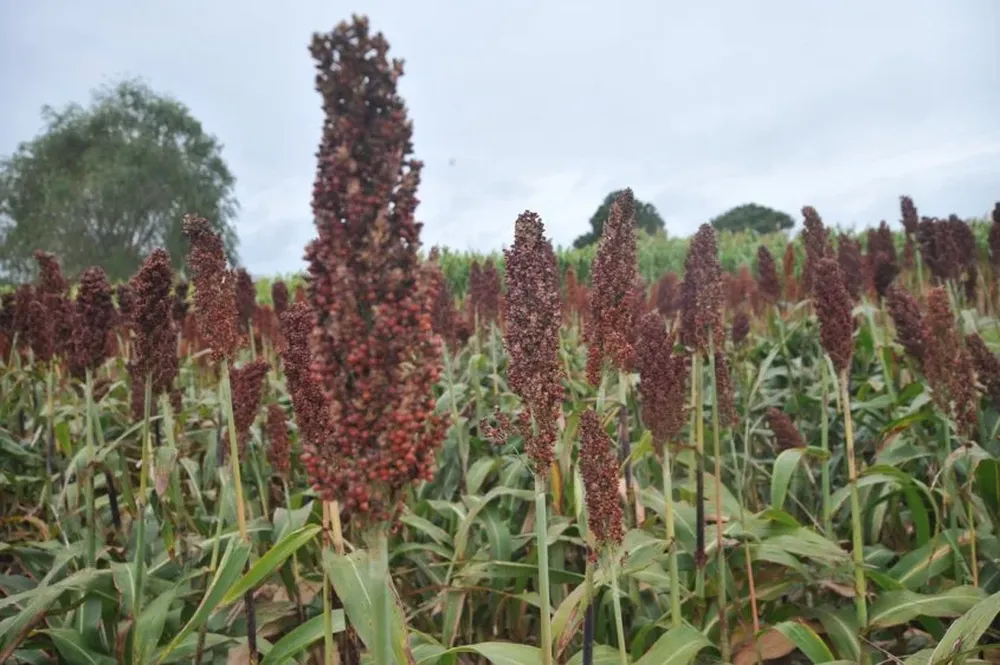 Las exportaciones de sorgo de EEUU a China durante abril bajaron US$ 10 la tonelada