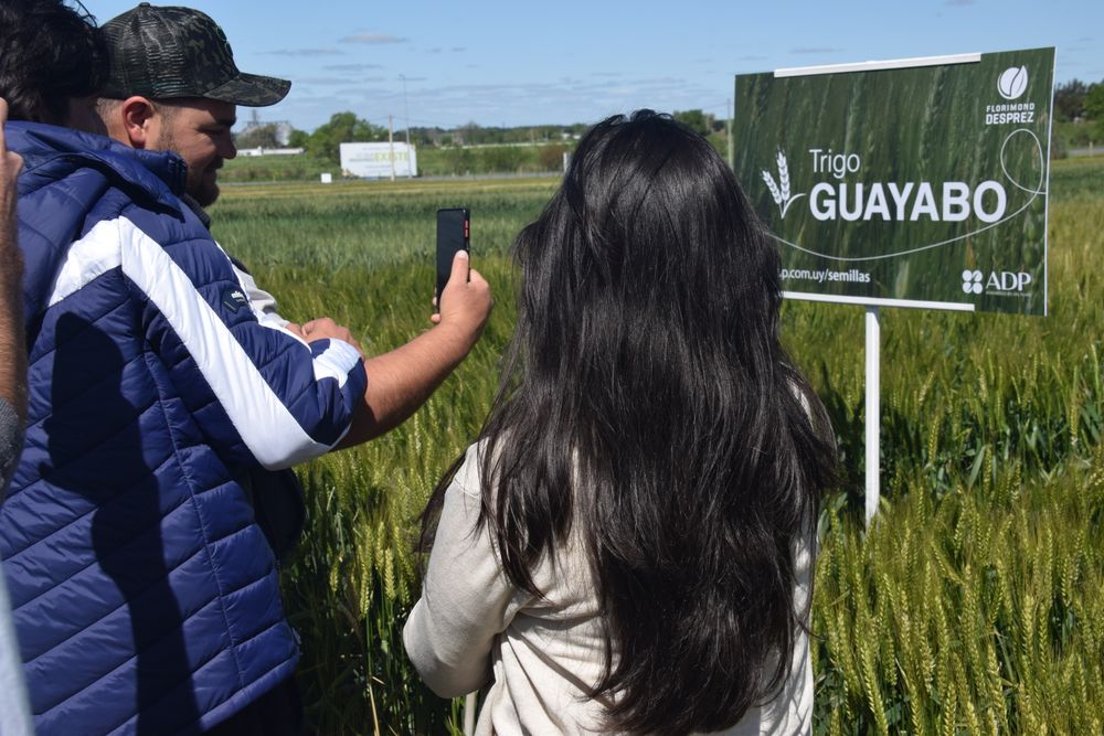 Cultivos de invierno: ensayos con trigos en instalaciones de la empresa, en Dolores, Soriano.