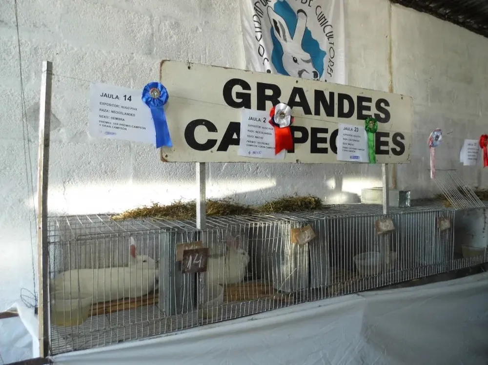 Los grandes campeones en la muestra en San José.
