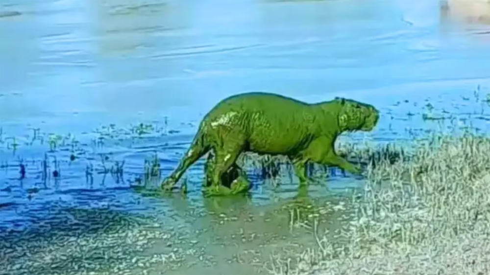 Cianobacterias en el río Uruguay