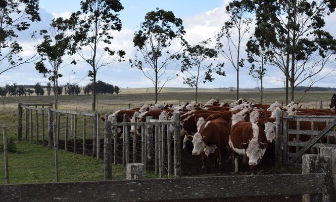 Federación Rural: emitió un comunicado sobre el tema existencias ganaderas.