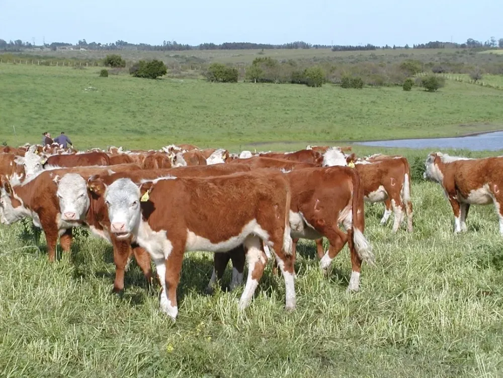 Aumentos de terneros y vacas de cría sobresalen en la muestra de Dicose de bovinos