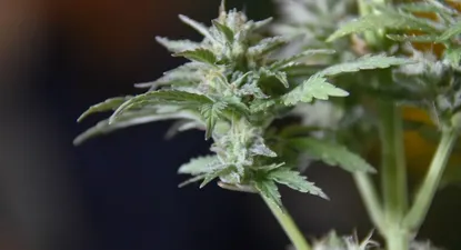 La industria cannábica está en un proceso de crecimiento