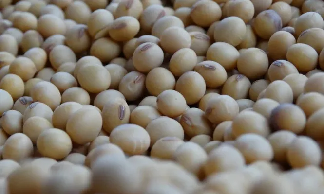 El USDA incrementó la estimación de producción mundial de soja