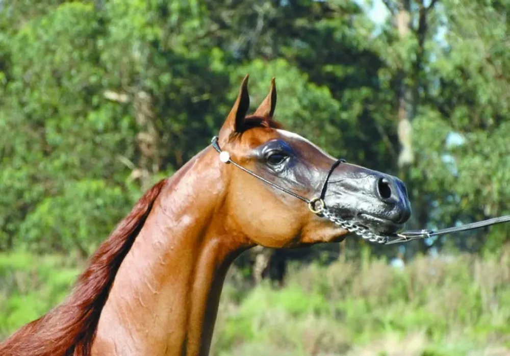 Participarán ejemplares de cinco haras expositores de sangres de alta calidad.