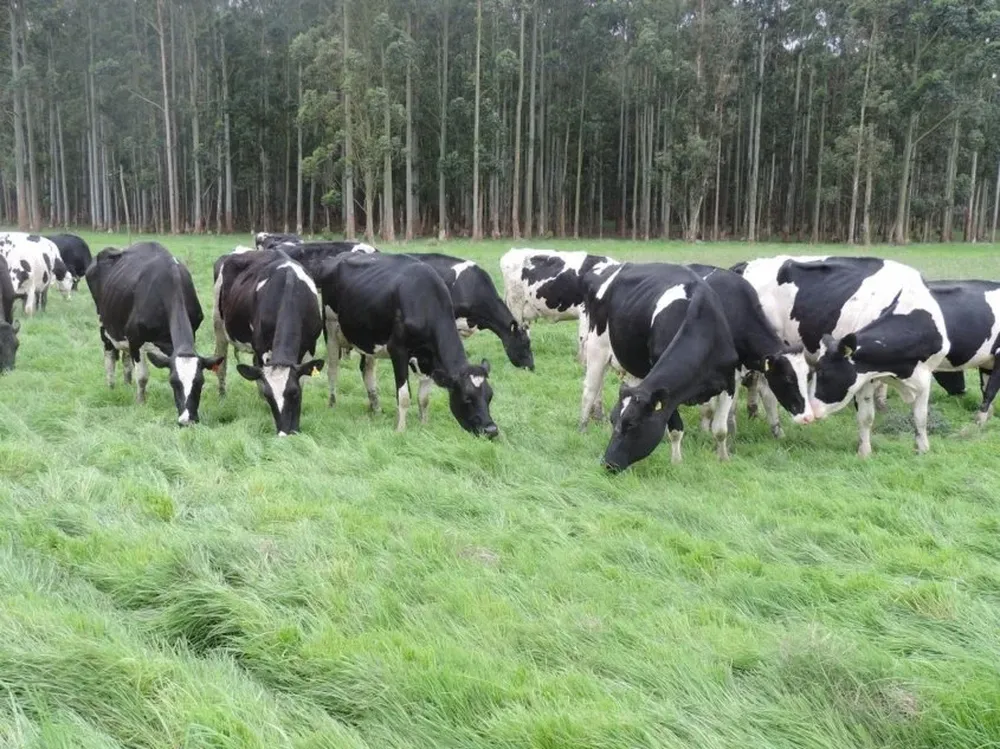 Para Pili será clave hacer trabajos a façón para Conaprole como alternativa de viabilidad transitoria