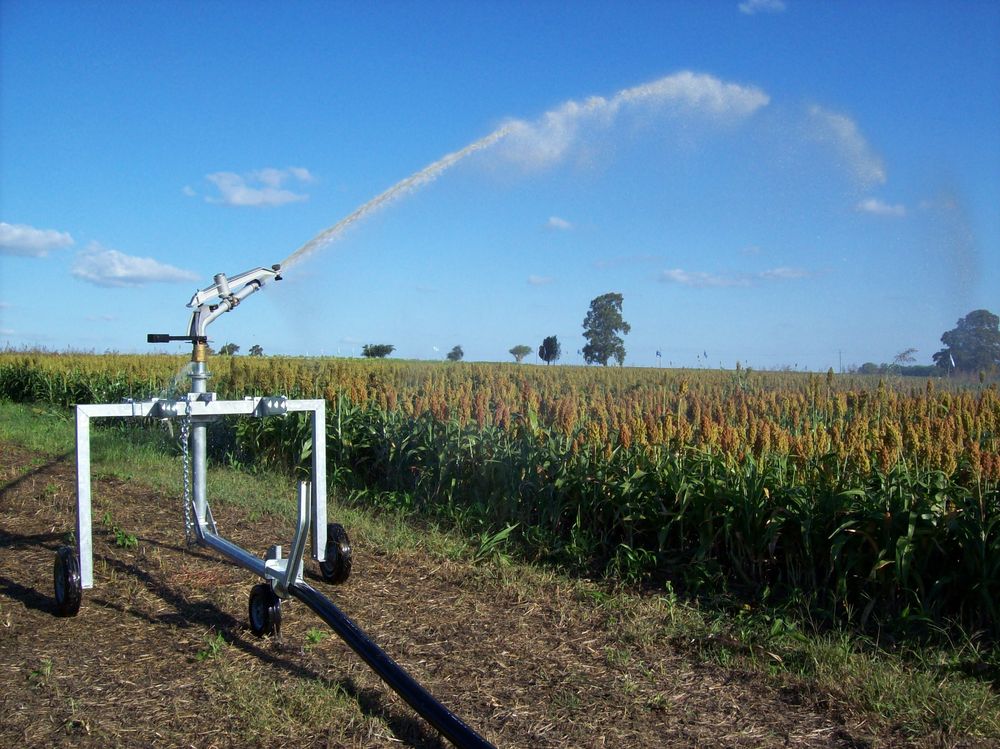 Riego en un campo con sorgo.