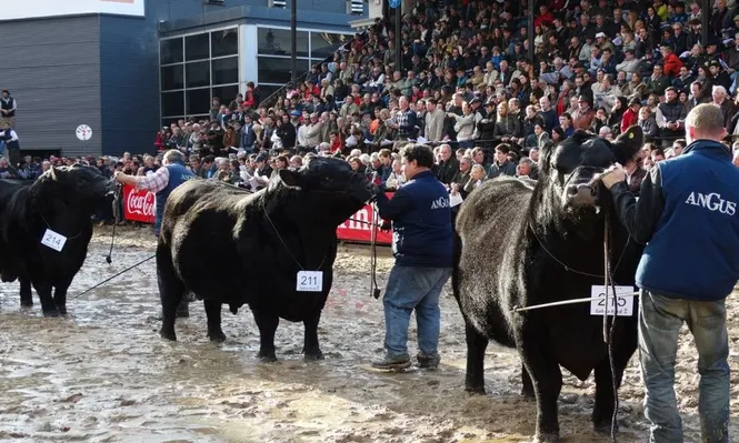 El Reservado Campeón Senior encabeza la fila en la pista.