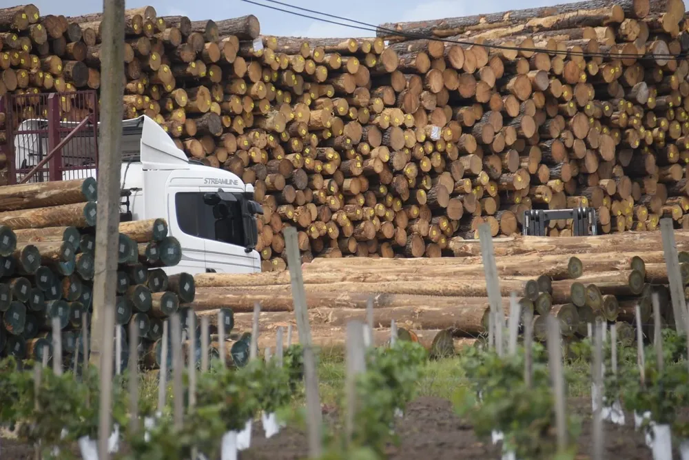 Madera y productos de madera fueron los rubros con mayor incidencia positiva en las exportaciones totales de marzo.