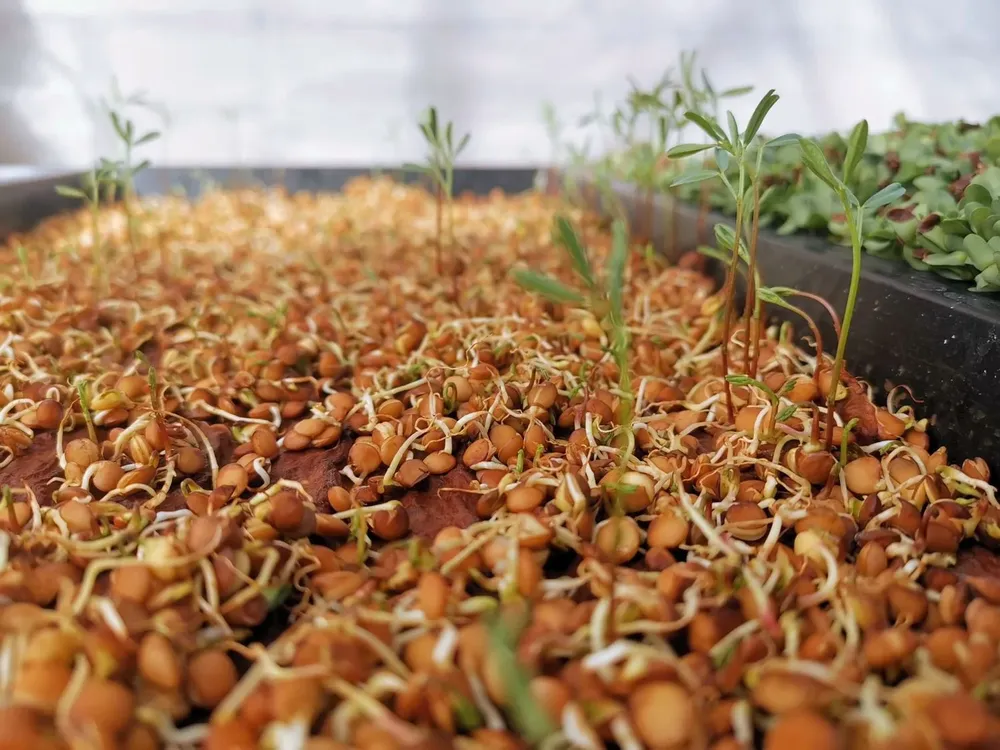 Cultivo hidropónico