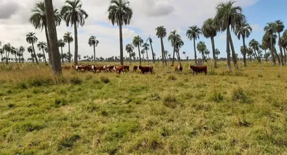 La emisión del bono indezado al cambio climático posicionó a Uruguay como un país innovador, diferente y disruptivo, según el consultor Agustín Inthamoussu