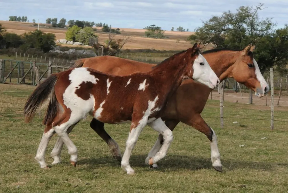 Para participar hay que ingresar a ventaonline.zambrano.com.uy