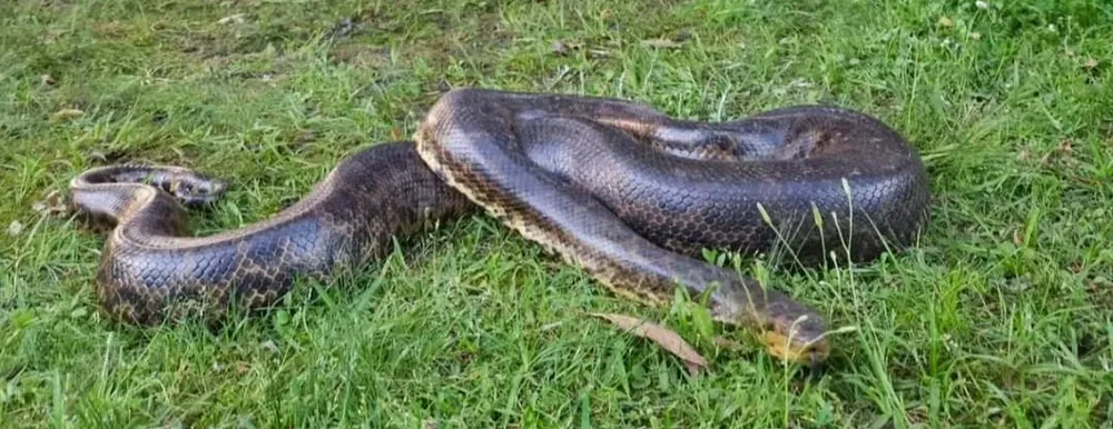 Anaconda amarilla capturada