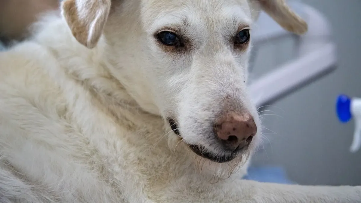 Estas son las enfermedades que un perro le puede transmitir a su dueño,  según los expertos