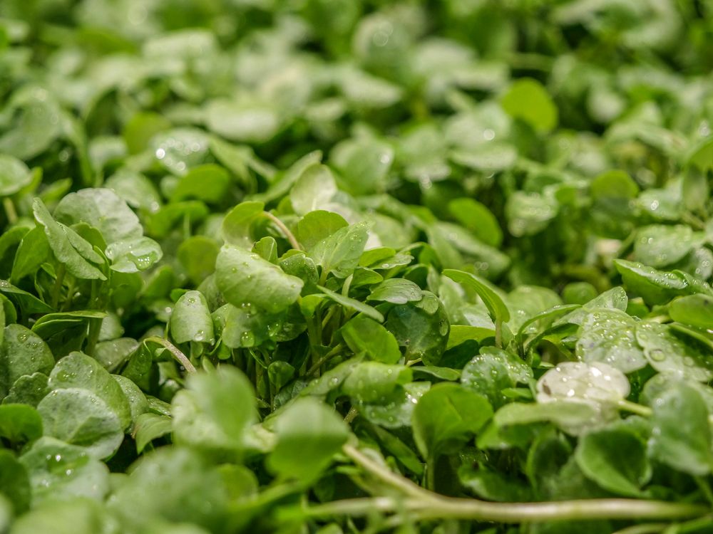 Este vegetal llamado Berro podría ayudarte para perder peso y evitar un envejecimiento rápido del cuerpo humano,
