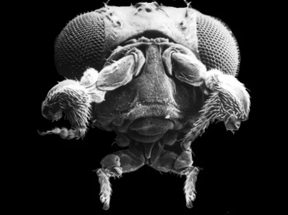 Una mutación de los genes que regulan el desarrollo hace que a las moscas les salgan patas en lugar de antenas