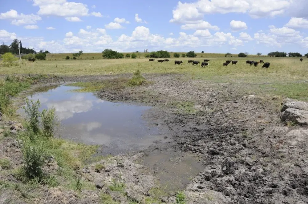 Una manera de evitar más muertes es alimentar a los animales gradualmente o vender el ganado.