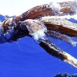 Restos de otro calamar gigante hallado al sur de Tenerife