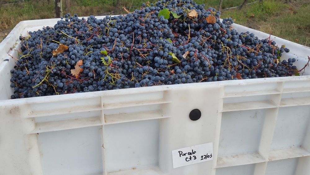 Para la realización de esta investigación se produjeron vinos con uvas de 29 parcelas de distintas regiones de la provincia de Mendoza.