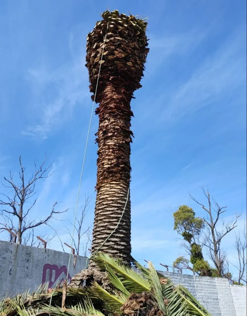 Así está la palmera del estadio de Danubio
