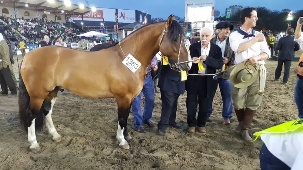 La premiación del Gran Campeón de la Exposición Rural de Palermo 2017