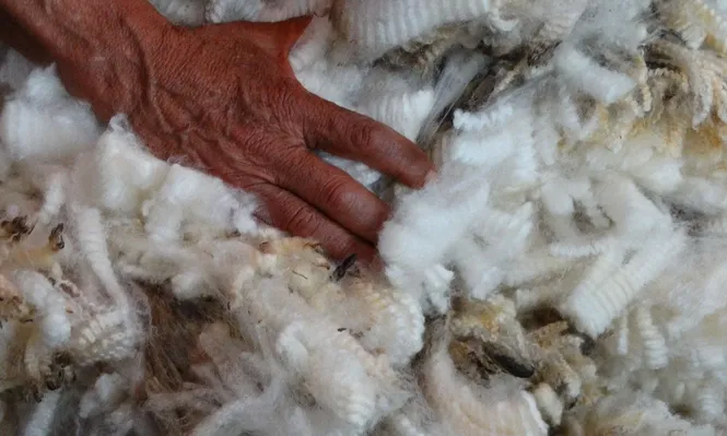 Uruguay maximizará  el acondicionamiento y  la calidad de sus lanas