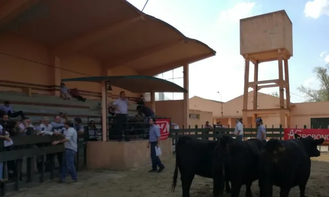 En Expo Vientres Angus se dispersó todo