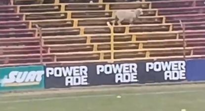 Una oveja apareció en el Parque Paladino previo al partido entre Progreso y Defensor Sporting