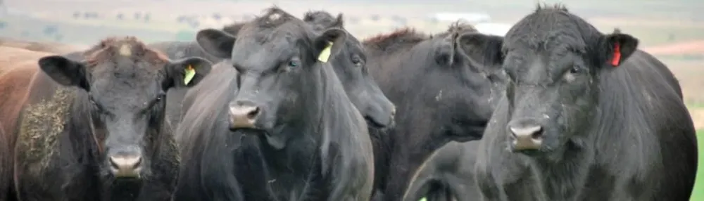 Uruguay enfrenta otro entore con baja tasa de preñez, lo que impide un crecimiento del rodeo vacuno