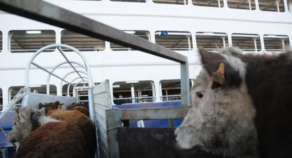 Operadores dicen que cambios en exportación en pie frena el negocio