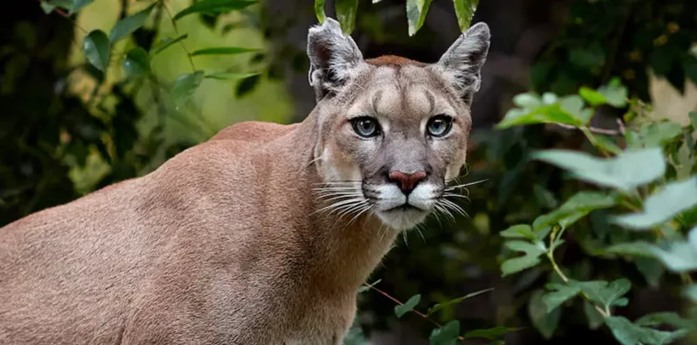 Aeroparque: evacúan y cierran un parque en la costanera por la presencia de un puma