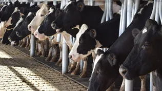 Leche remitida en aumento en todos los indicadores.
