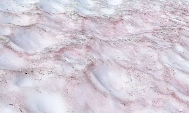 A qué se debe la extraña nieve sandía de las montañas del Yosemite
