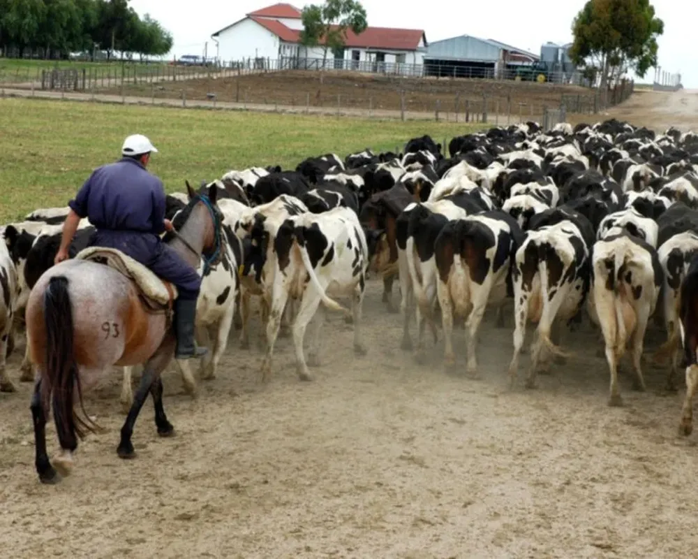 Se espera un precio mejor para aprovechar la alta producción en primavera.