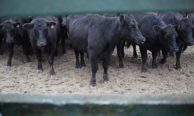 Ganadería en Uruguay con precios récord por lo que un productor artiguense llama “el oro rojo”.