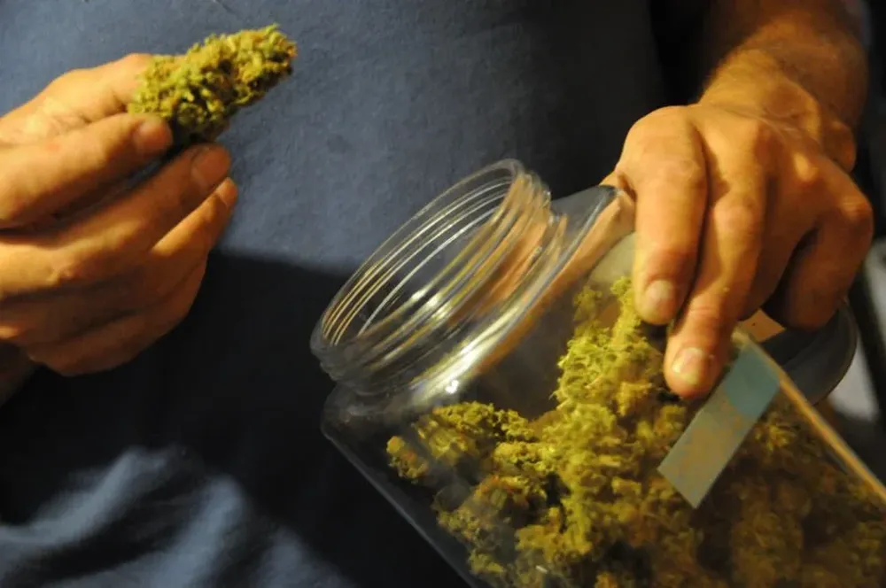 Planean colocar cannabis en el exterior
