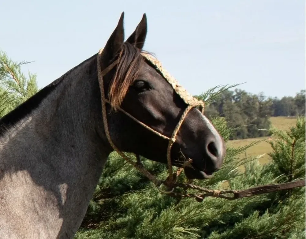 La venta se desarrollará de forma virtual.
