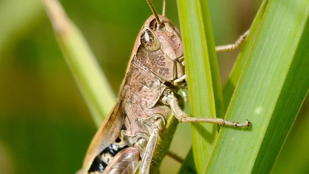 Langostas afectaron 5.000 hectáreas de campo en Florida.