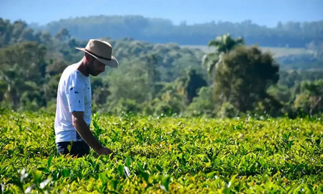 Una nueva yerba mate comienza a destacarse como una de las mejores de Argentina.