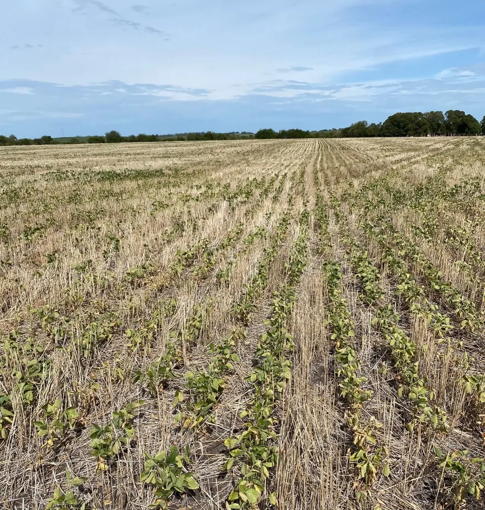 Cultivos de soja afectados por la sequía.
