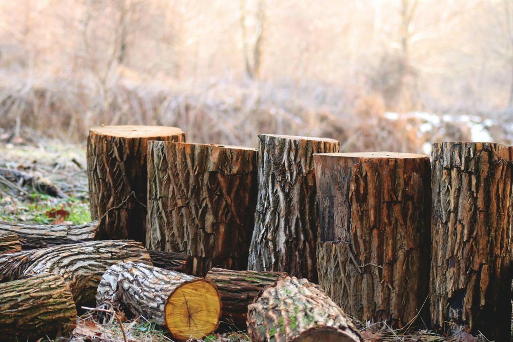 Deforestación: los países que no protegen el recurso forestal tendrán limitaciones para exportar al bloque de países europeos.