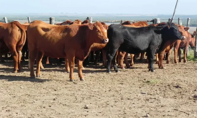 Suprimen la vacunación antiaftosa de noviembre