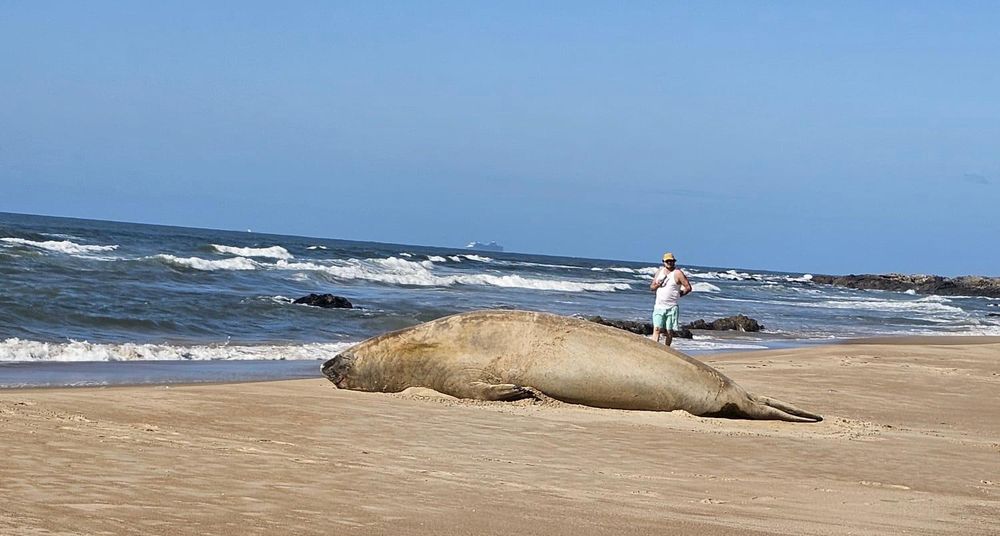 Elefante marino cambiando de piel