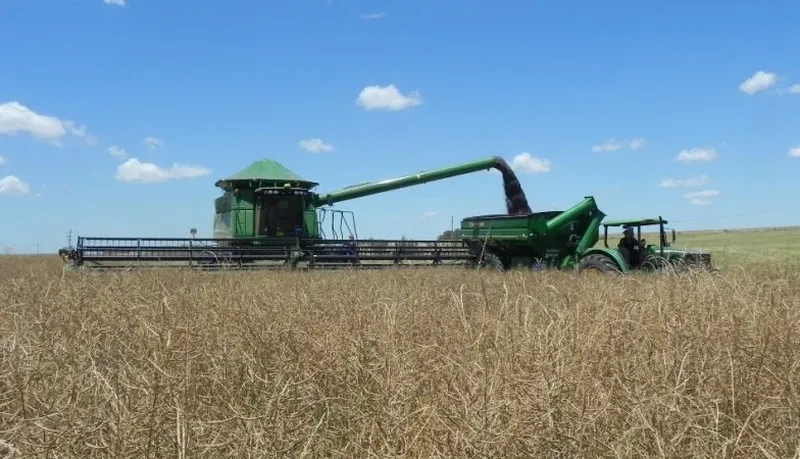 La colza no escapó a la tónica bajista de precios en un mercado sensible a los volantazos geopolíticos