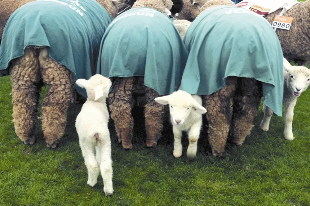 Carneros de alta calidad genética.