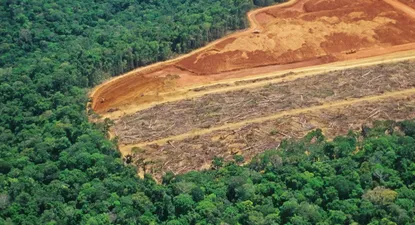 UE y un tema que genera controversias: su exigencia de libre de deforestación en varios productos que importa.