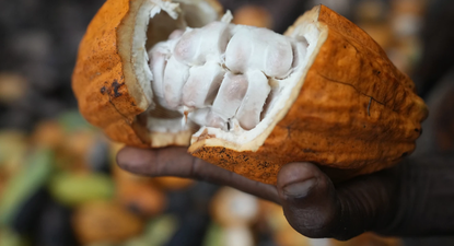 El Observador | Cacao. AP